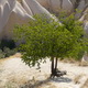 Awatar rebecca